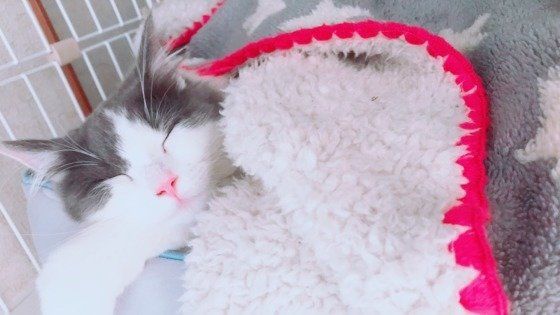 布団にくるまる猫