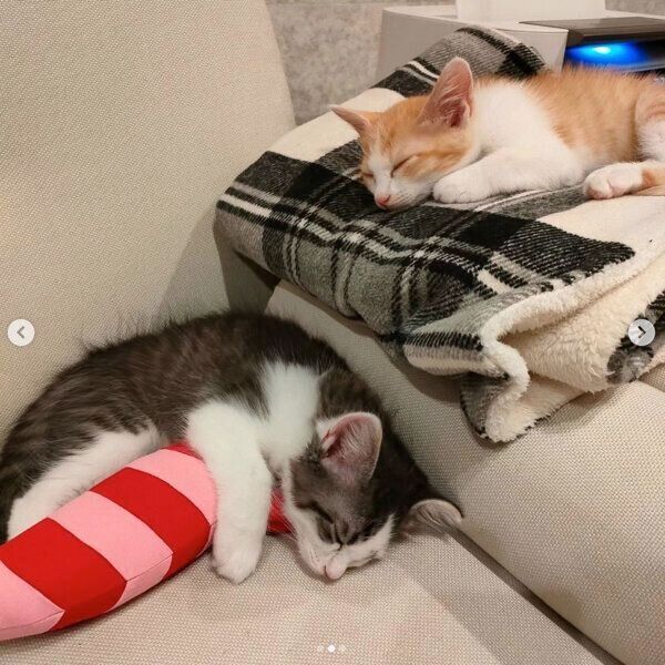 気持ちよさそうに眠るこむぎくん、やまとくん