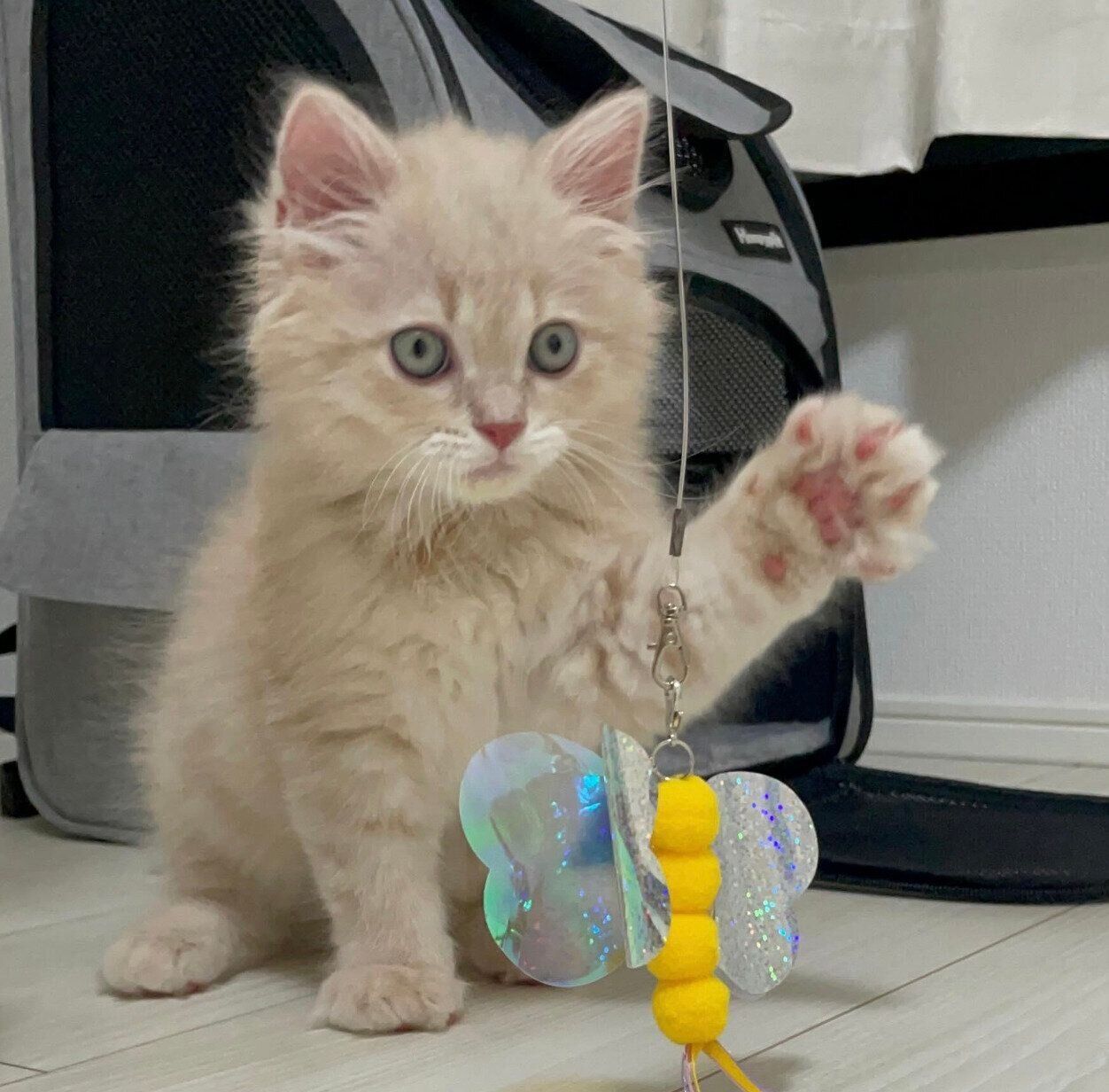 おもちゃで遊ぶろろくん。