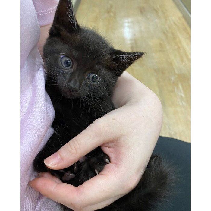 保護して間もないころのココアくん