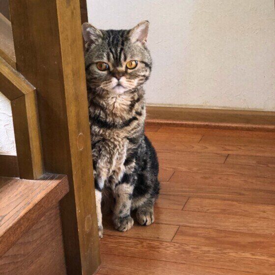 陰からこちらを見る猫