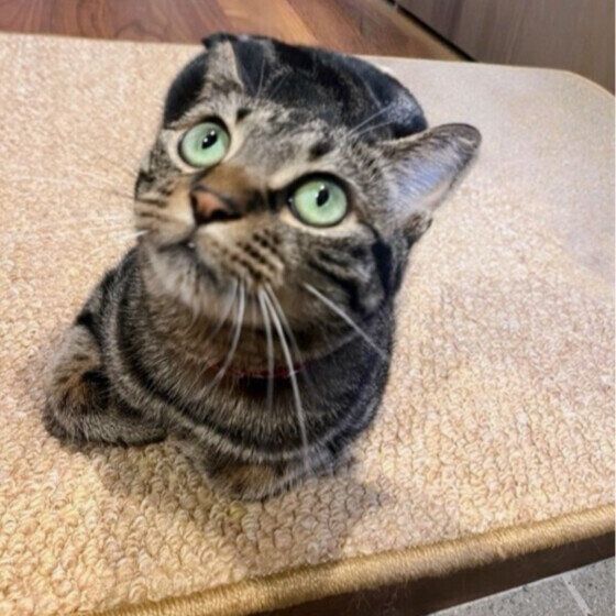 MIXキジトラのニコちゃん