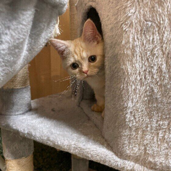 マンチカンのつむぎちゃん