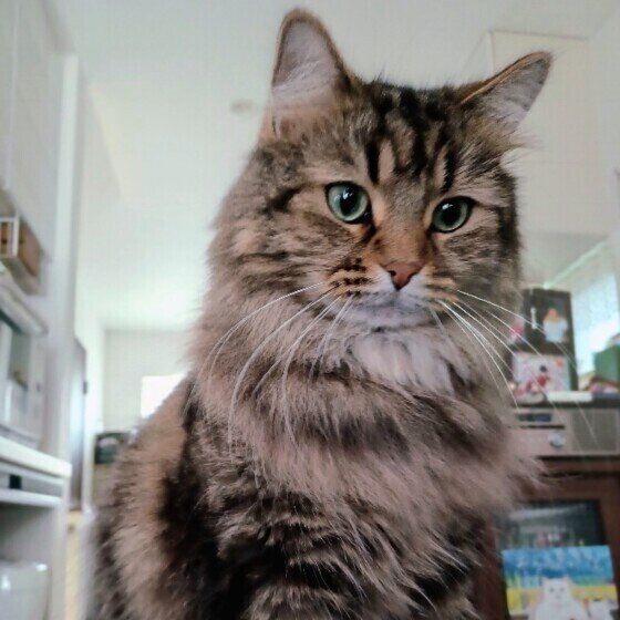 サイベリアンのりろくん