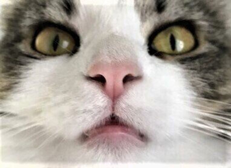 猫の鼻と肉球の色はほぼ一致 鼻 と ひげ袋 にまつわる豆知識6つ ねこのきもちweb Magazine 猫の鼻と肉球の色はほぼ一致 鼻 と ひげ袋 にまつわる豆知識6つ ねこのきもちweb Magazine