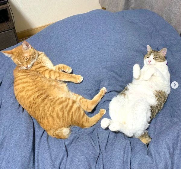 仲良しなキジ白と茶トラ