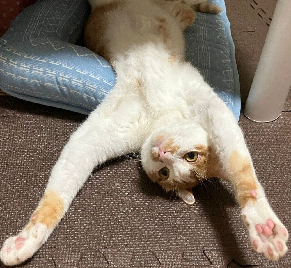 成長したごえもんくん