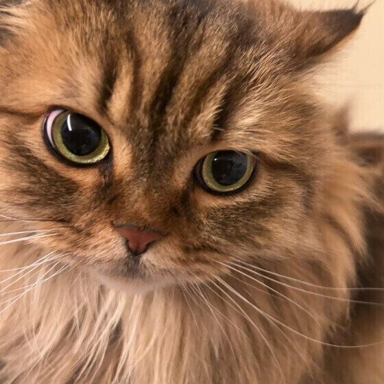 サイベリアンのシェリーちゃん♪