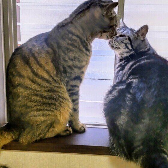 朝のあいさつするルイくん