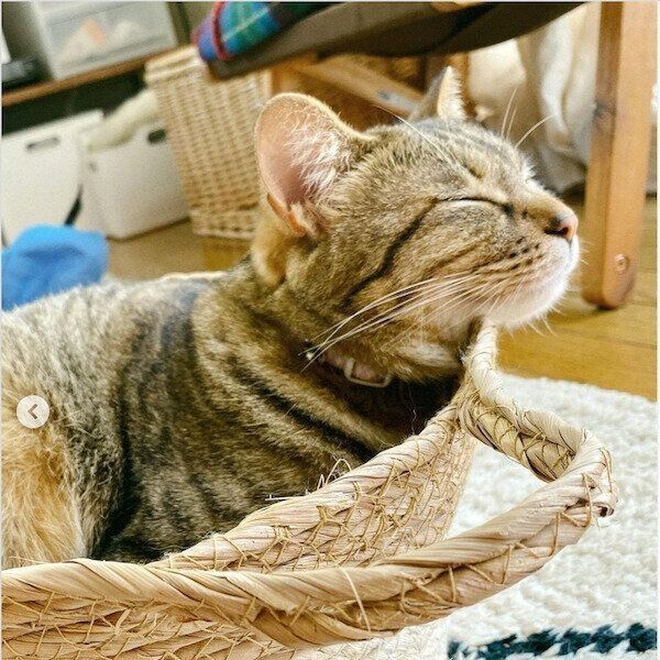 ダイソーの猫グッズ