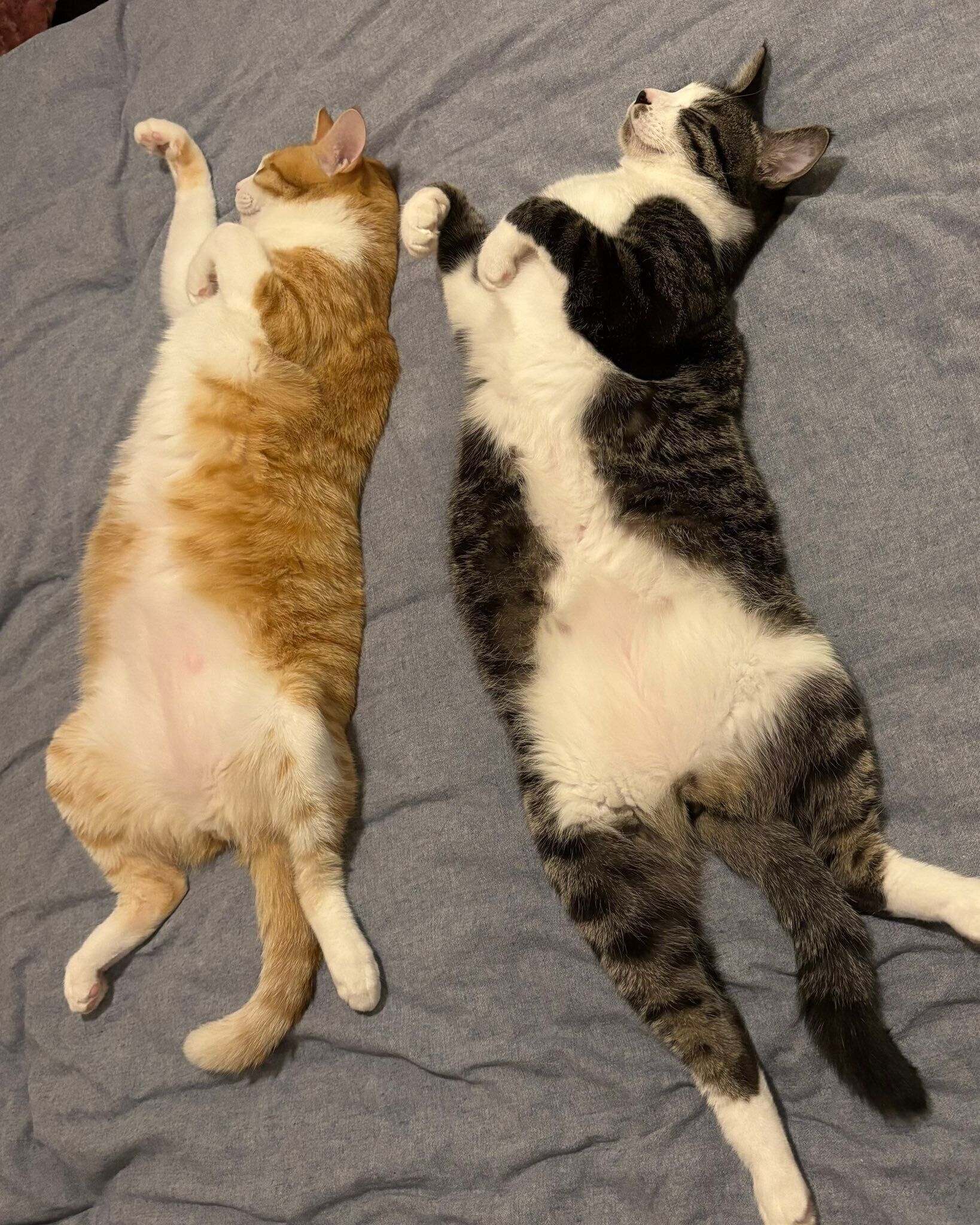 ヘソ天するカノアくん、カイくん