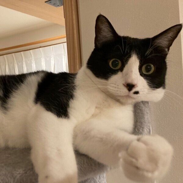 食いしん坊なこたろうくん