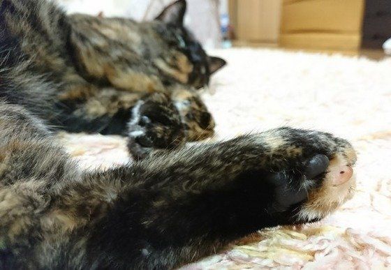 ねこのきもち投稿写真ギャラリー