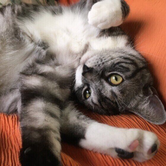 見つめるスコティッシュフォールド