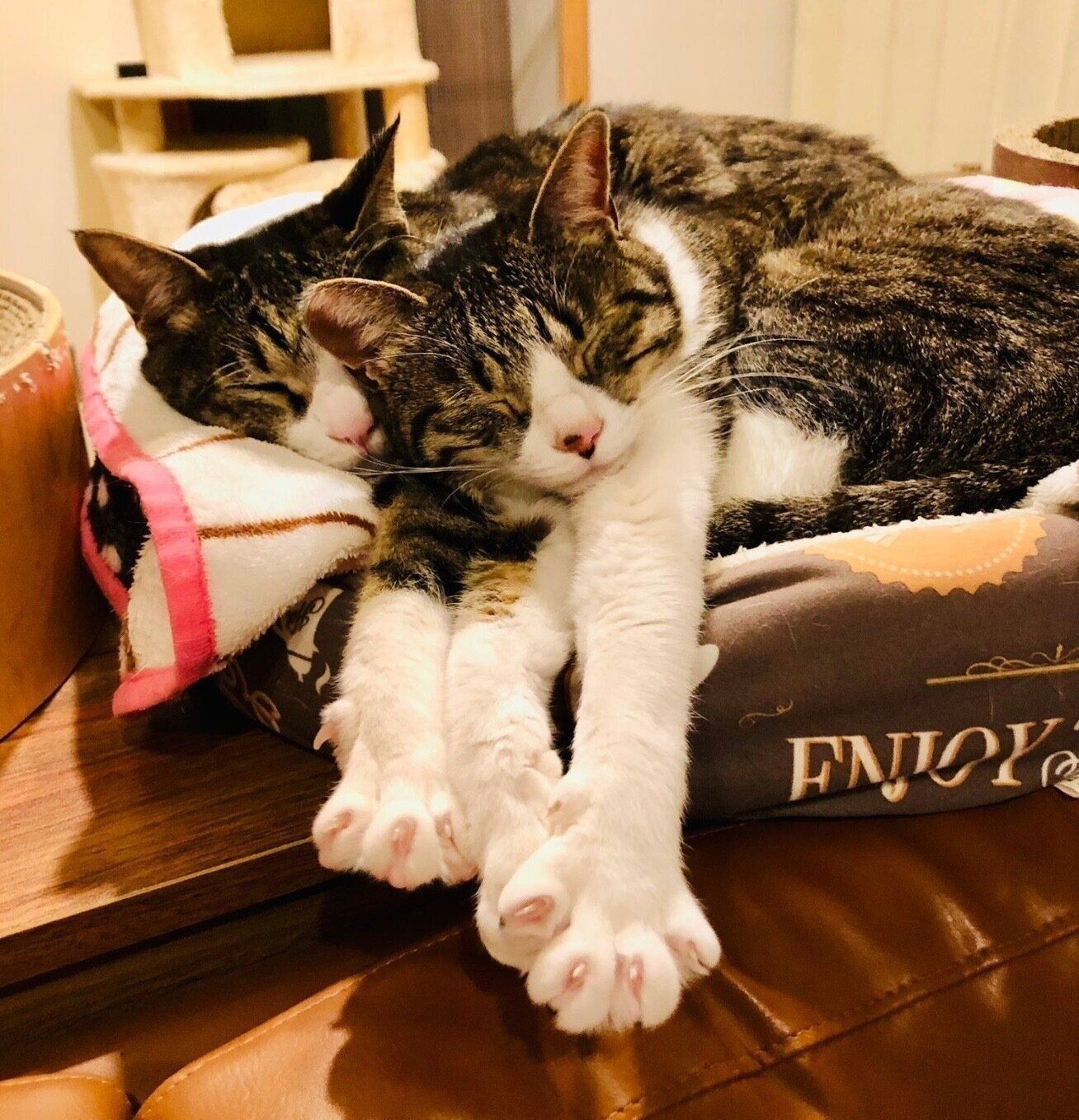 仲良く眠るチップくん、チョコちゃん