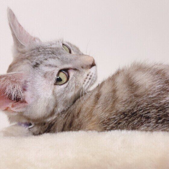 サバトラのちびちゃん