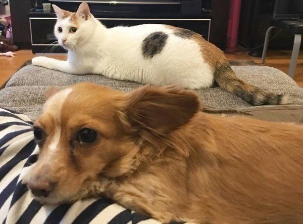 三毛猫のシラスちゃんとチワックスのポテチちゃん