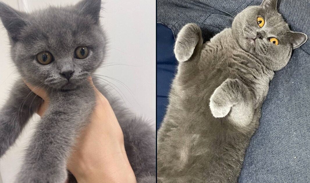 かんぱちちゃんの成長ビフォーアフター