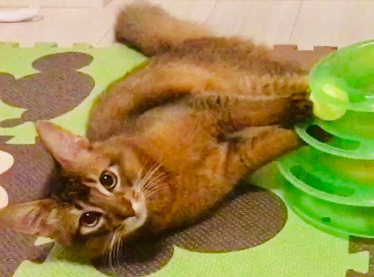 おもちゃで遊ぶソマリ