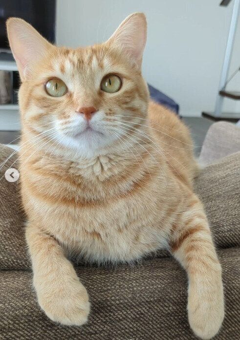 くつろいでいる猫