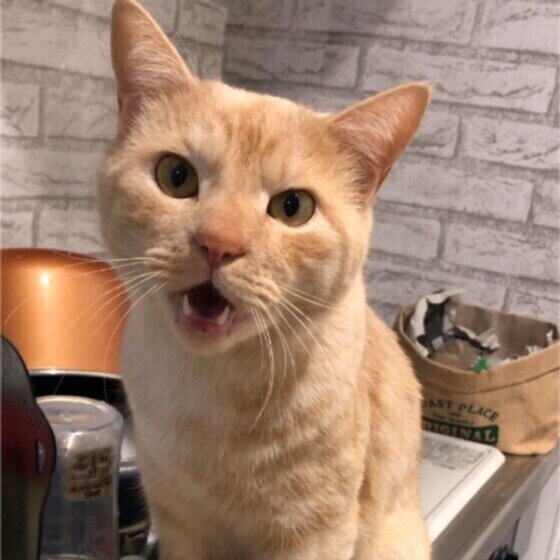 無意識にやっているかも 猫に嫌われる人がやりがちな自己中な行為 ねこのきもちweb Magazine 無意識にやっているかも 猫に嫌われる人がやりがちな自己中な行為 ねこのきもちweb Magazine