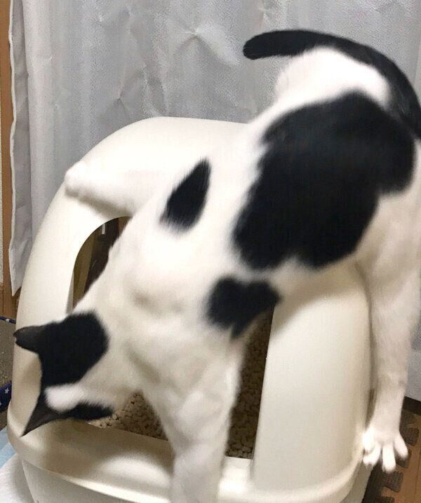 トイレの上から落ちるオズくん