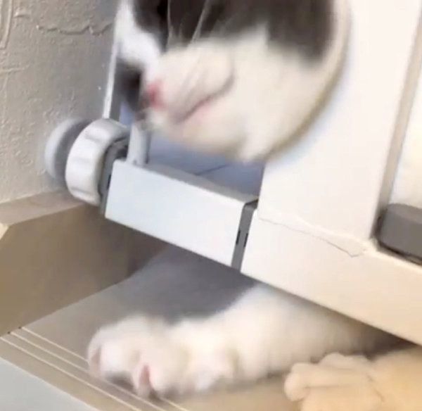 隙間から頭を出すブリティッシュショートヘア