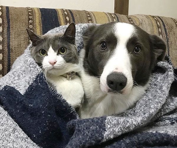 ハチワレのジェリーくんとボーダーコリー・スムースコートのランディくん