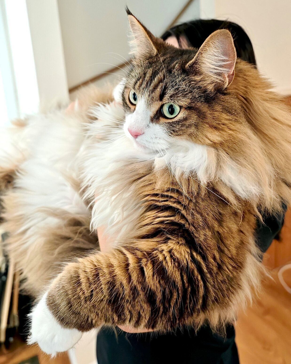 腕がムキムキなしろあんちゃん