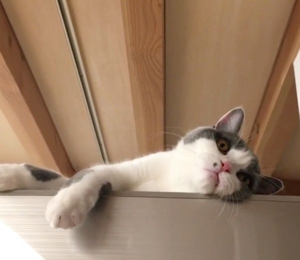 態度が豹変する猫