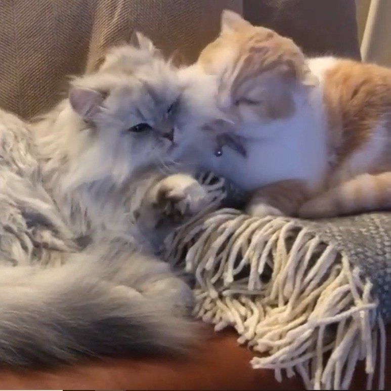 お兄ちゃん猫の毛づくろいをする妹