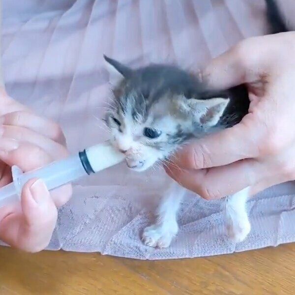シリンジでミルクを飲む子猫時代のてんちゃん