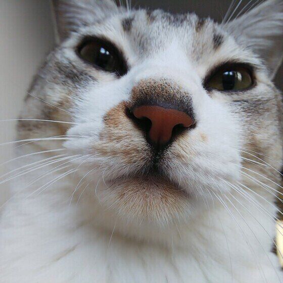 MIXサバトラ顔のアップ