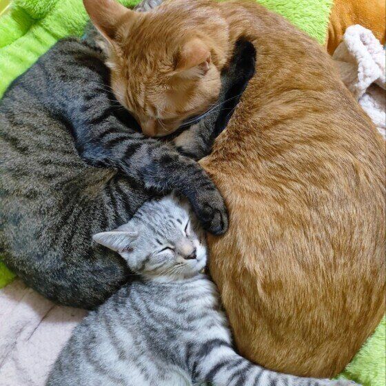 ふくくん（MIX）