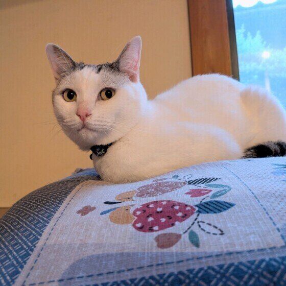 MIXサバトラの旭くん