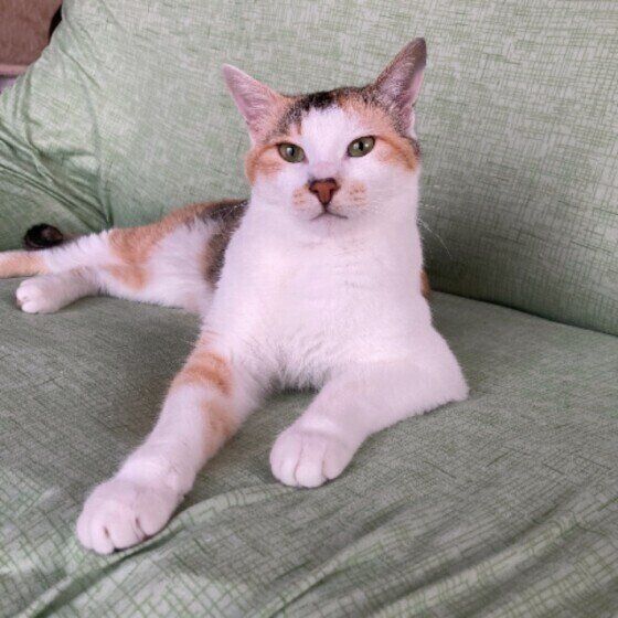 不機嫌そうな猫（MIX、メス）