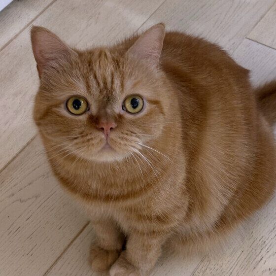 見つめるエキゾチックショートヘア
