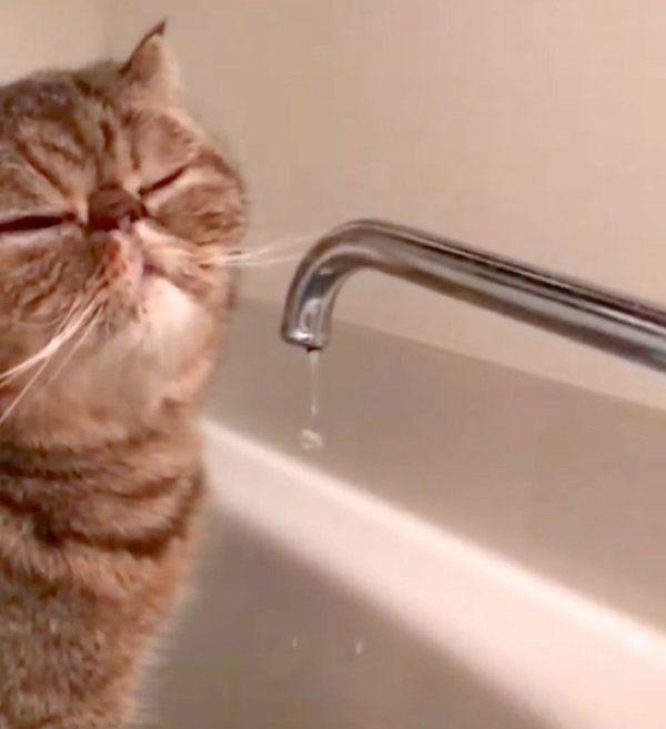 滝行をするエキゾチックショートヘア