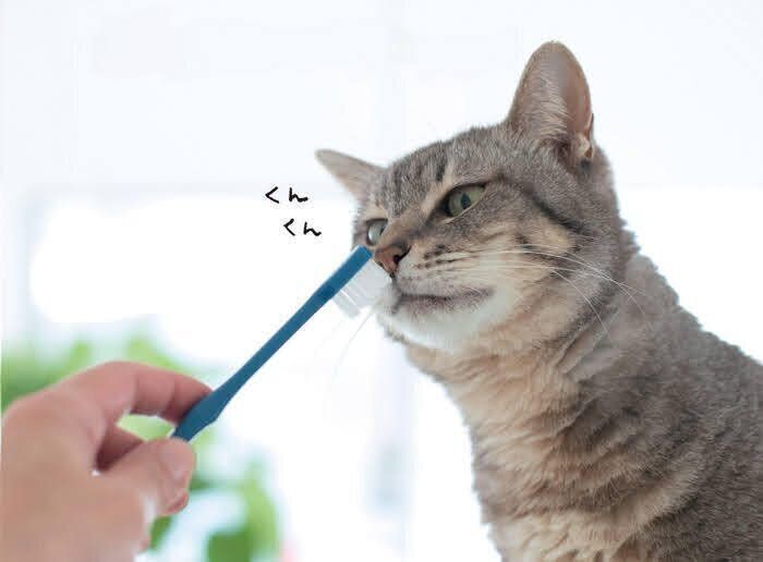 猫に歯ブラシのニオイをかがせる