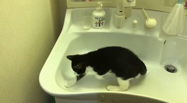 洗面台を掘る猫