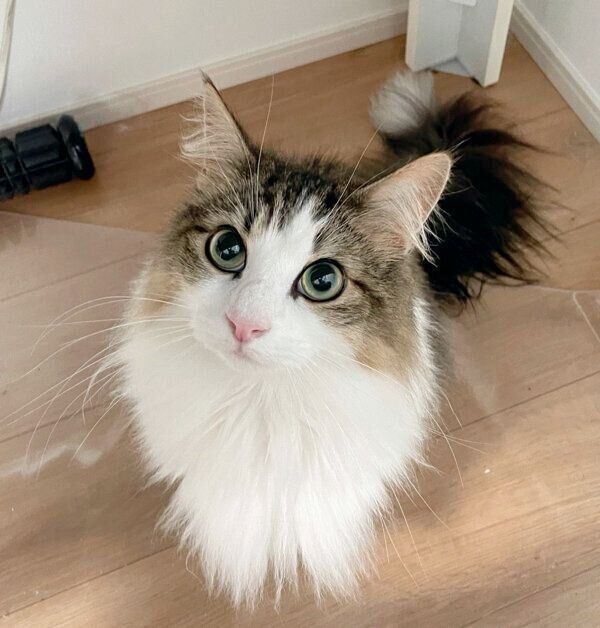 見つめるシィクくん