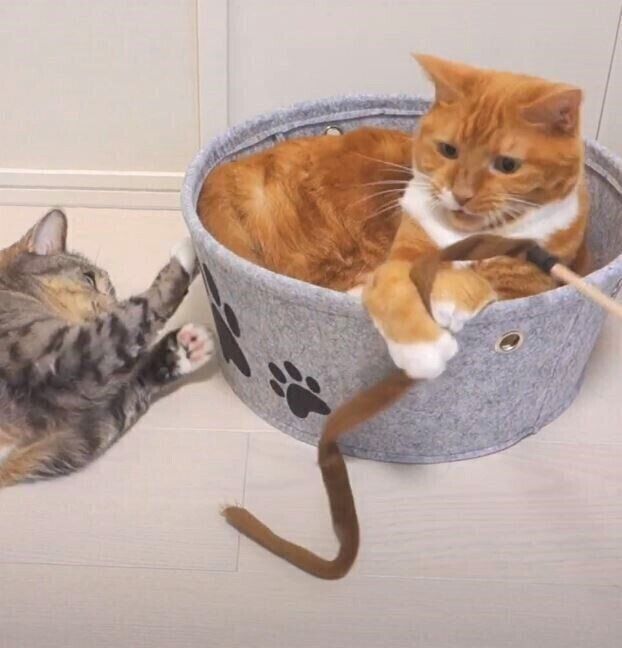おもちゃにじゃれる2匹の猫