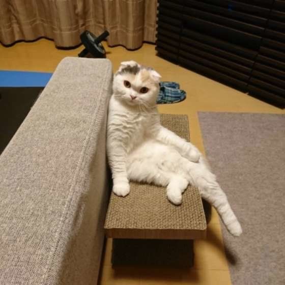 見つめるスコティッシュフォールド