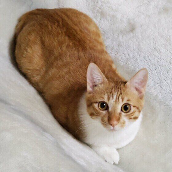 毛布に乗るMIX茶トラのぼっちくん