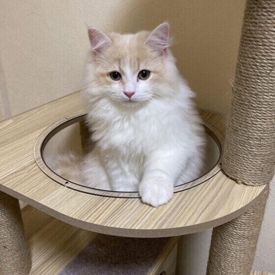 ルウェージアンフォレストキャットのらんまるちゃん