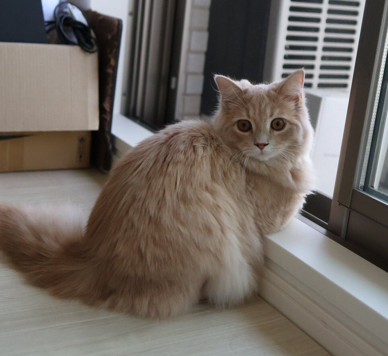 窓際で景色を眺めるきなこくん