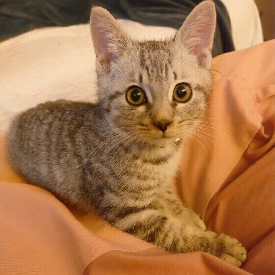 フワフワを楽しむゆきまるくん