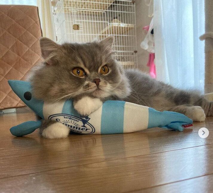 ひんやりおもちゃを抱くすうくん