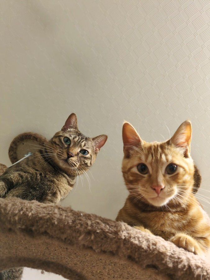 キャットタワーの上から下を見る2匹の猫