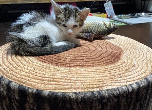 見つめるうしおくん